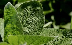A soybean leaf.